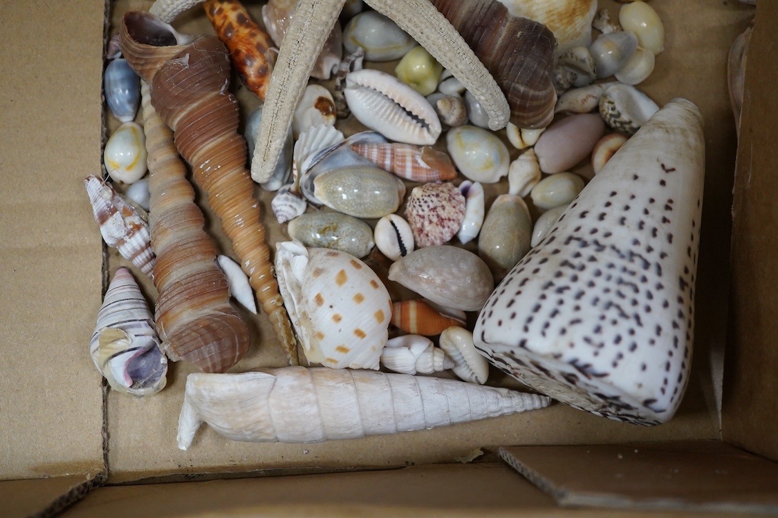 A selection of seashells and other marine invertebrates